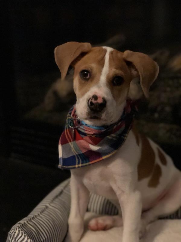 /Images/uploads/Homeward Bound Pet Rescue/HBPR_Photocontest/entries/12145thumb.jpg